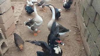 大鹅爆料事件视频大全