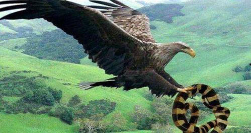 鹰与蛇在线观看,在线观看鹰与蛇的惊险对决  第2张