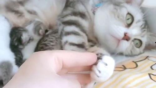 娱乐吃瓜酱猫妈妈视频大全,萌宠视频大全集锦  第2张